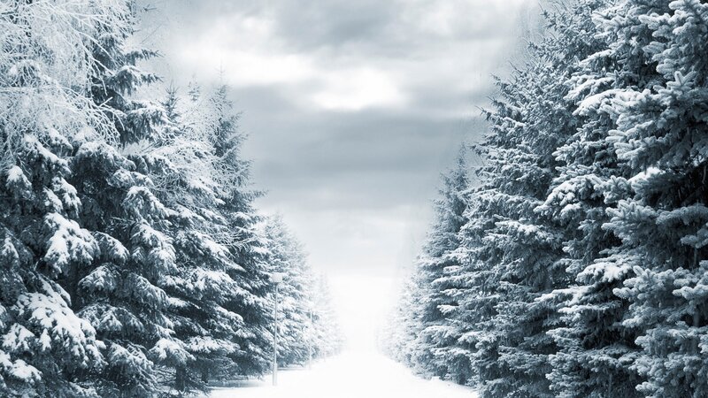 snowy forest path
