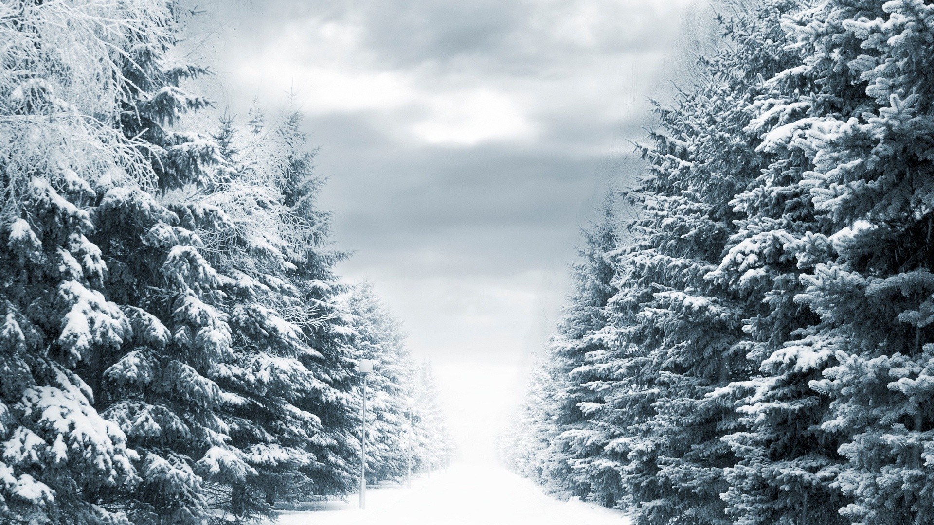 snowy forest path