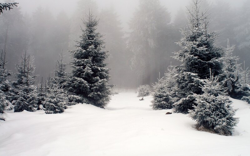 Snowy forest path