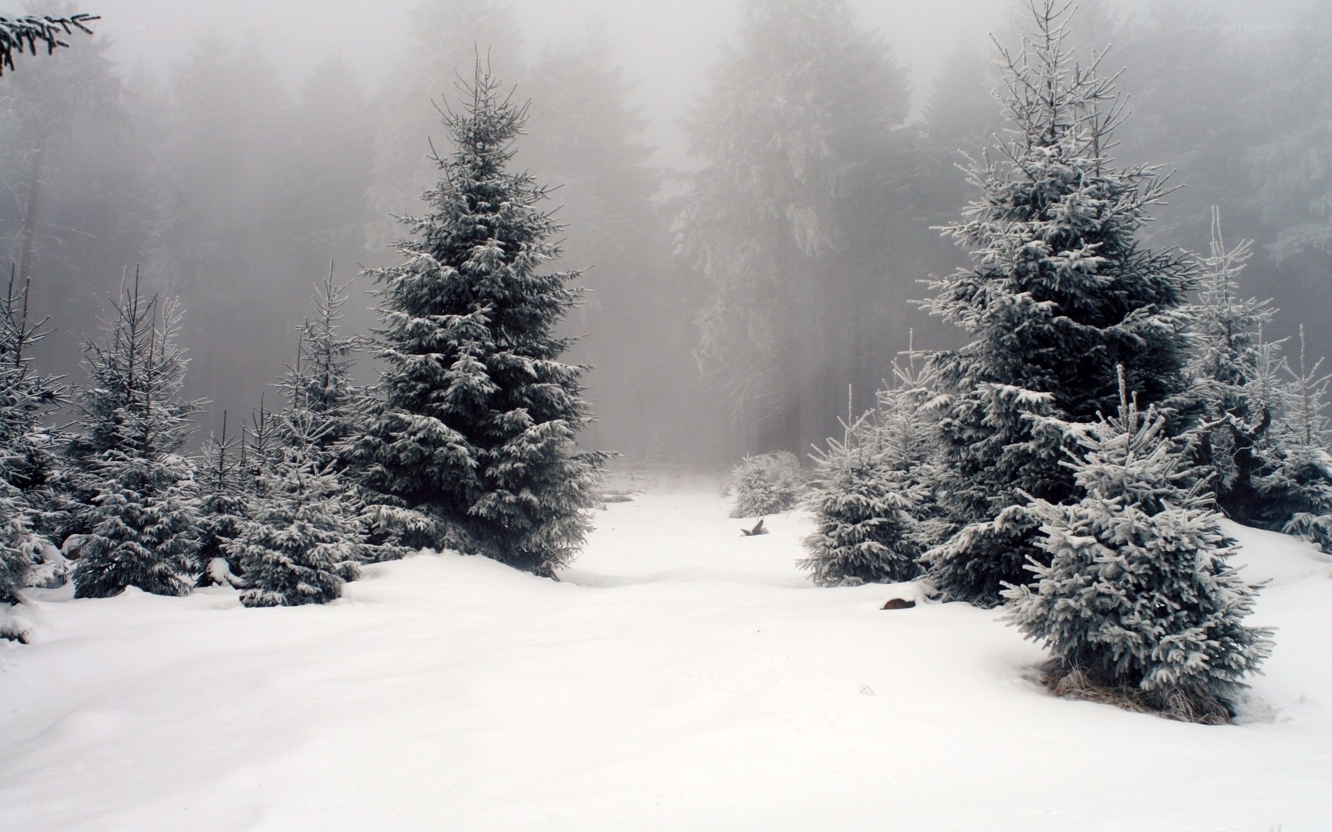 Snowy forest path