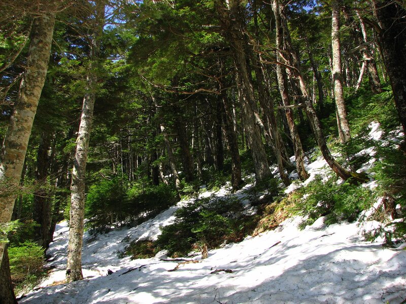 Snowy forest path