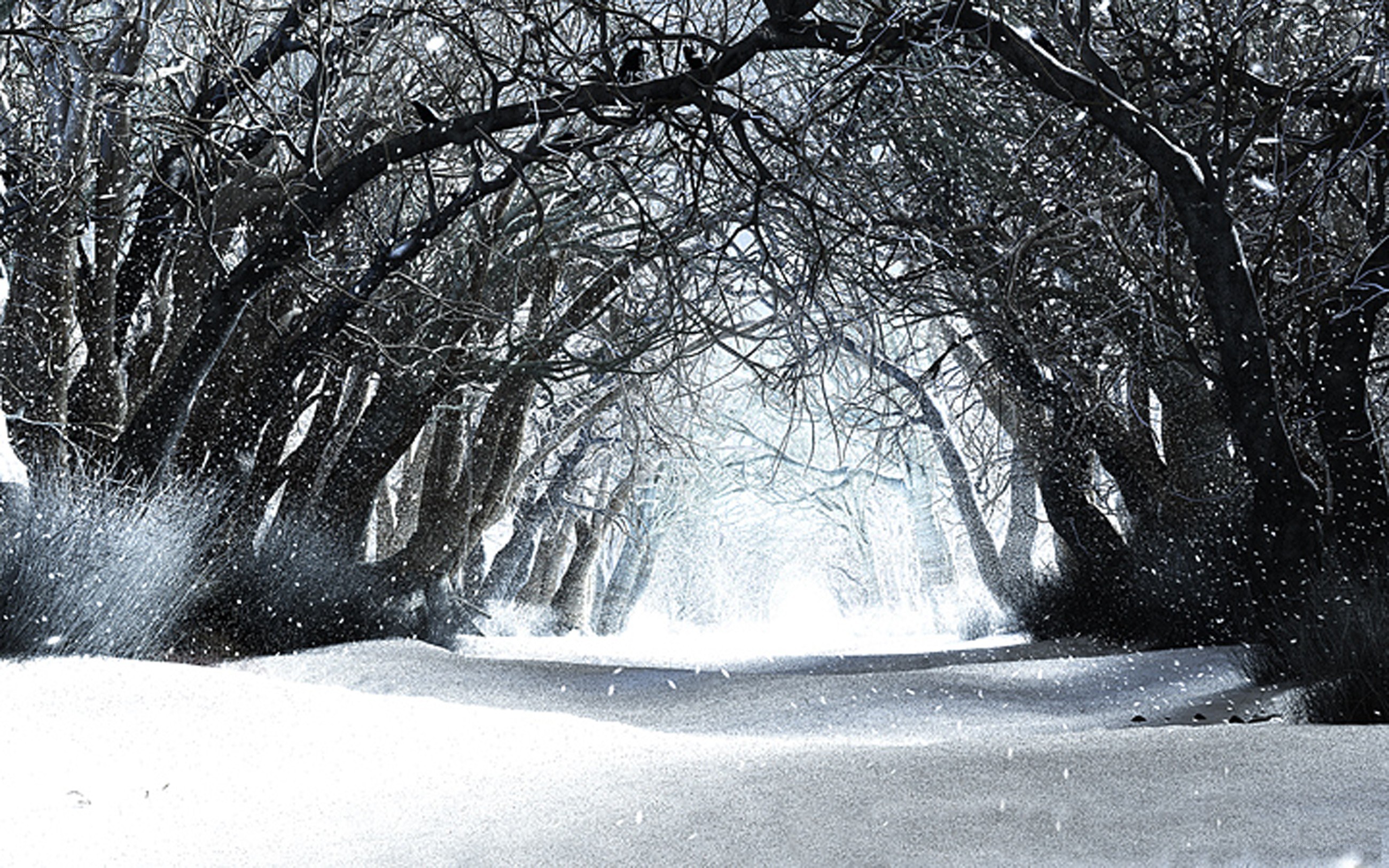 snowy forest path