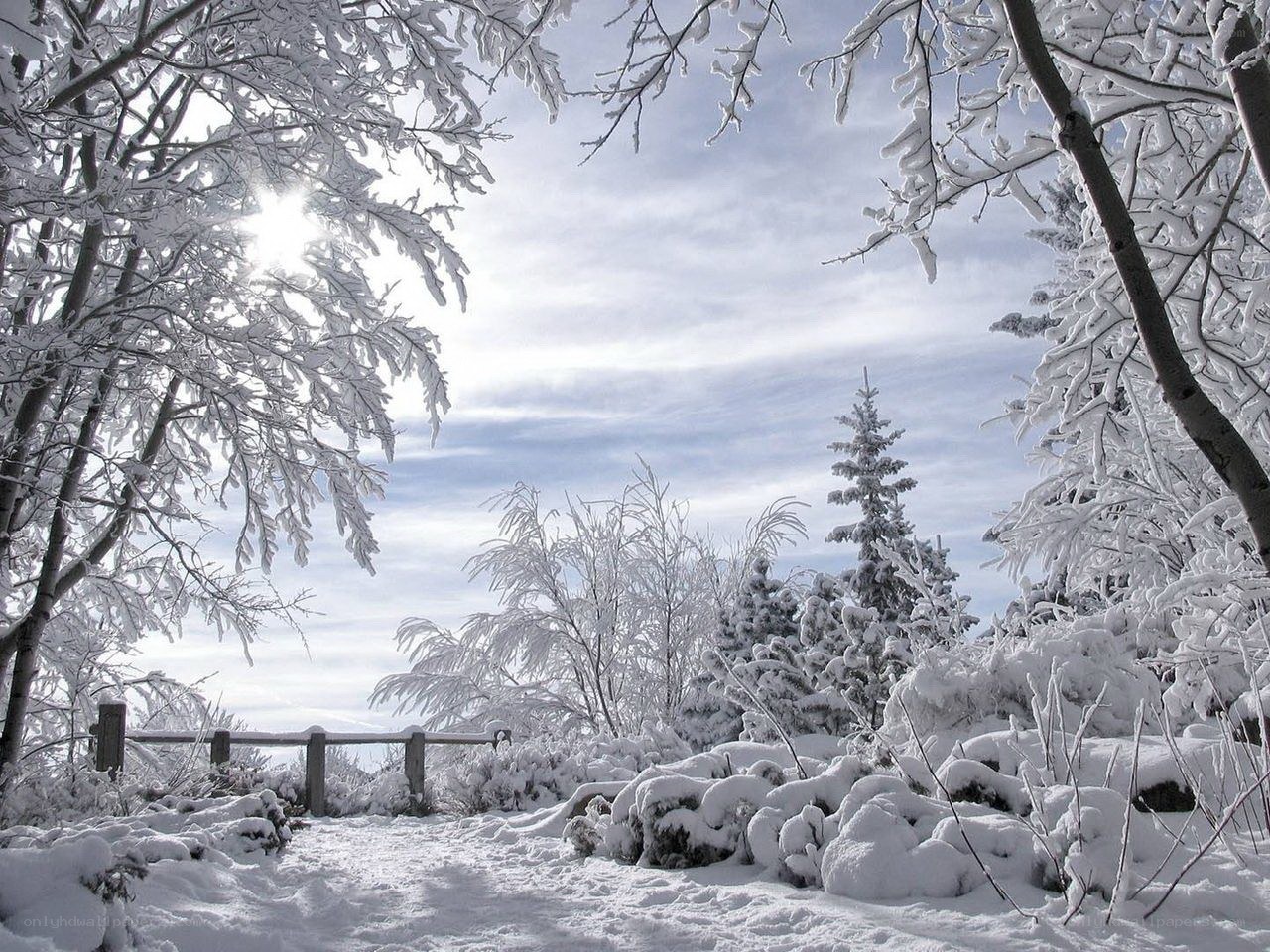 Snowy forest path