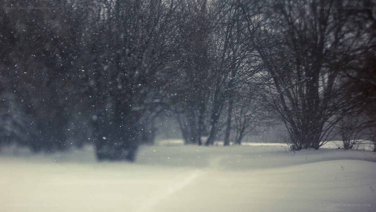 Snowy forest path