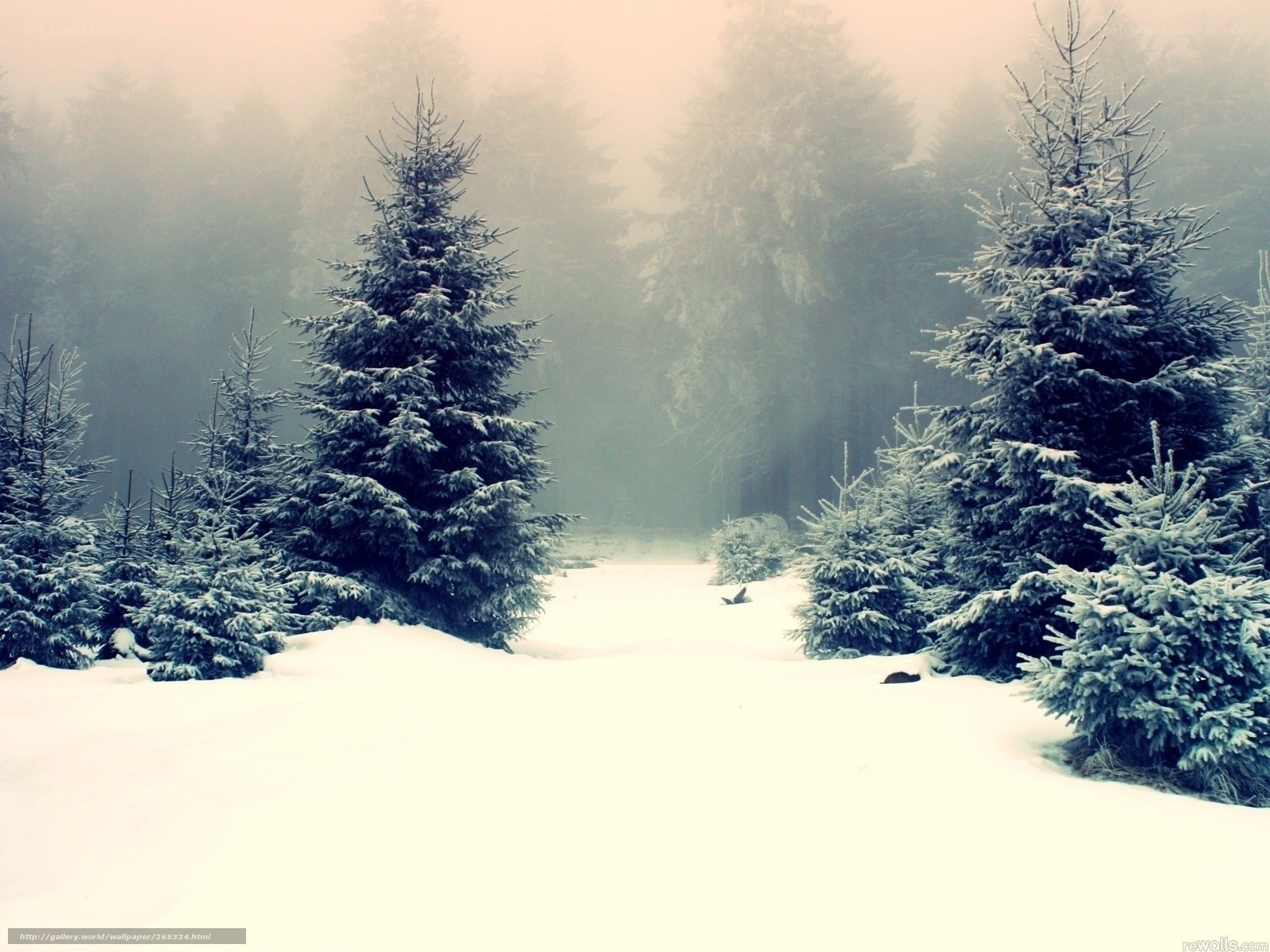 Snowy forest path