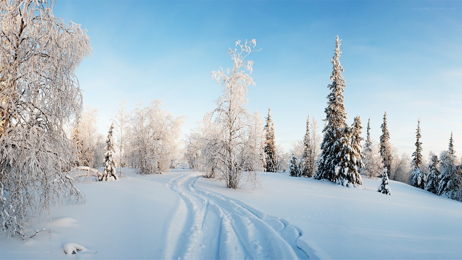 Snowy forest path
