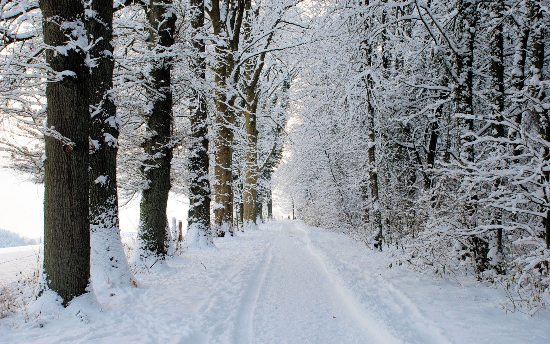 Snowy forest path