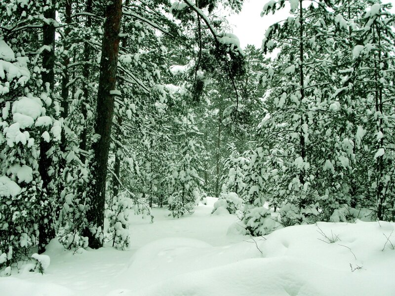 snowy forest path