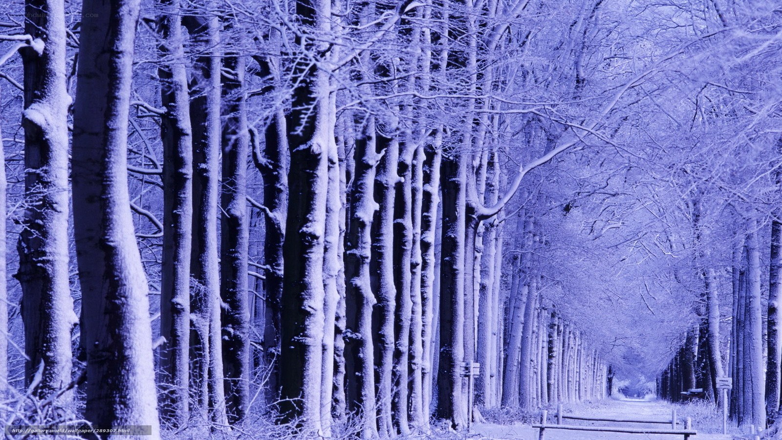 Snowy forest path