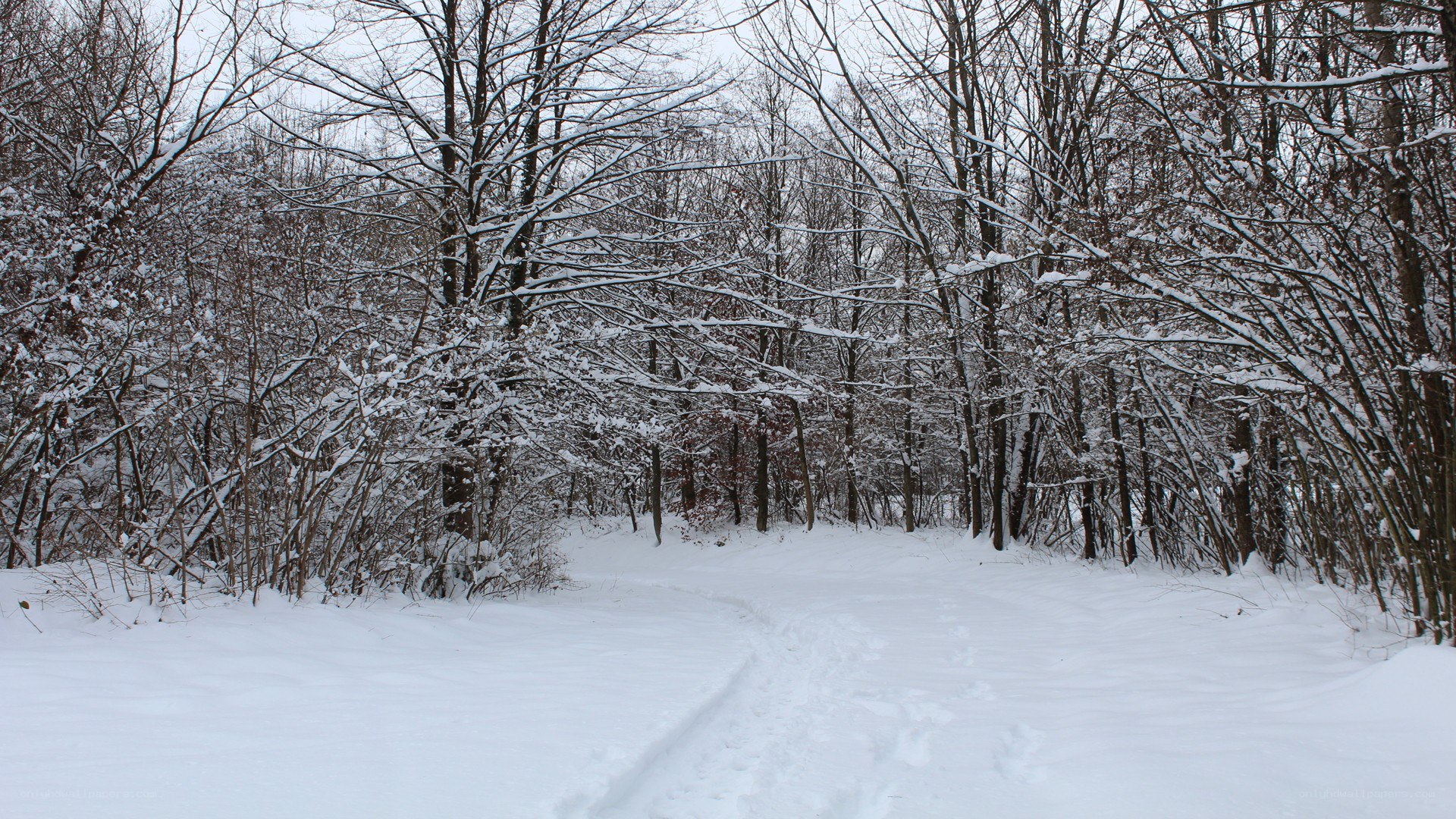Snowy forest path