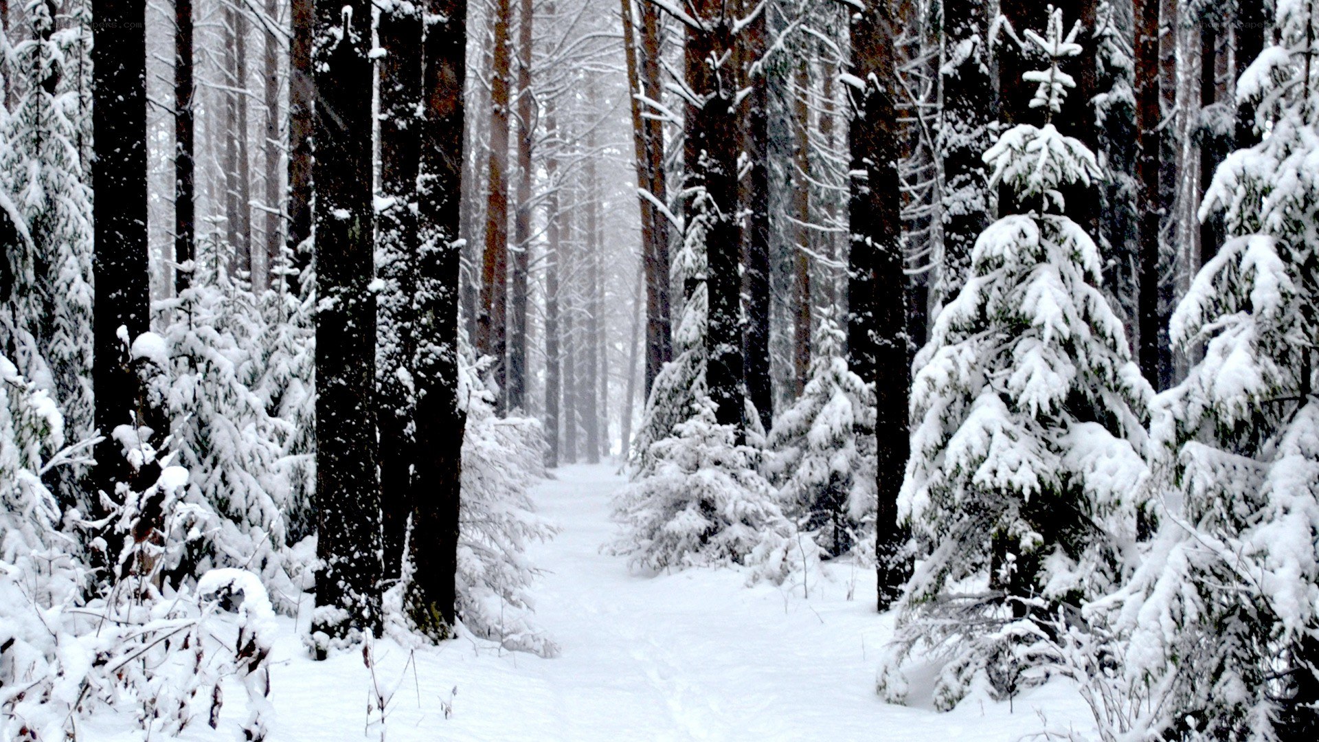 snowy forest path