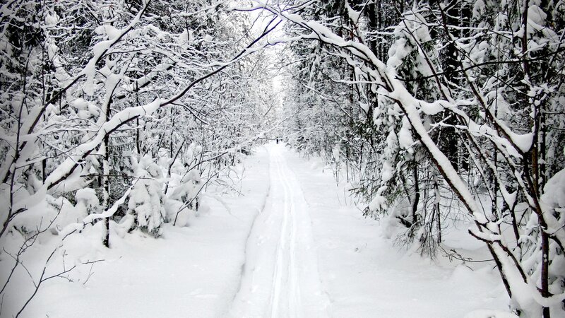 snowy forest path