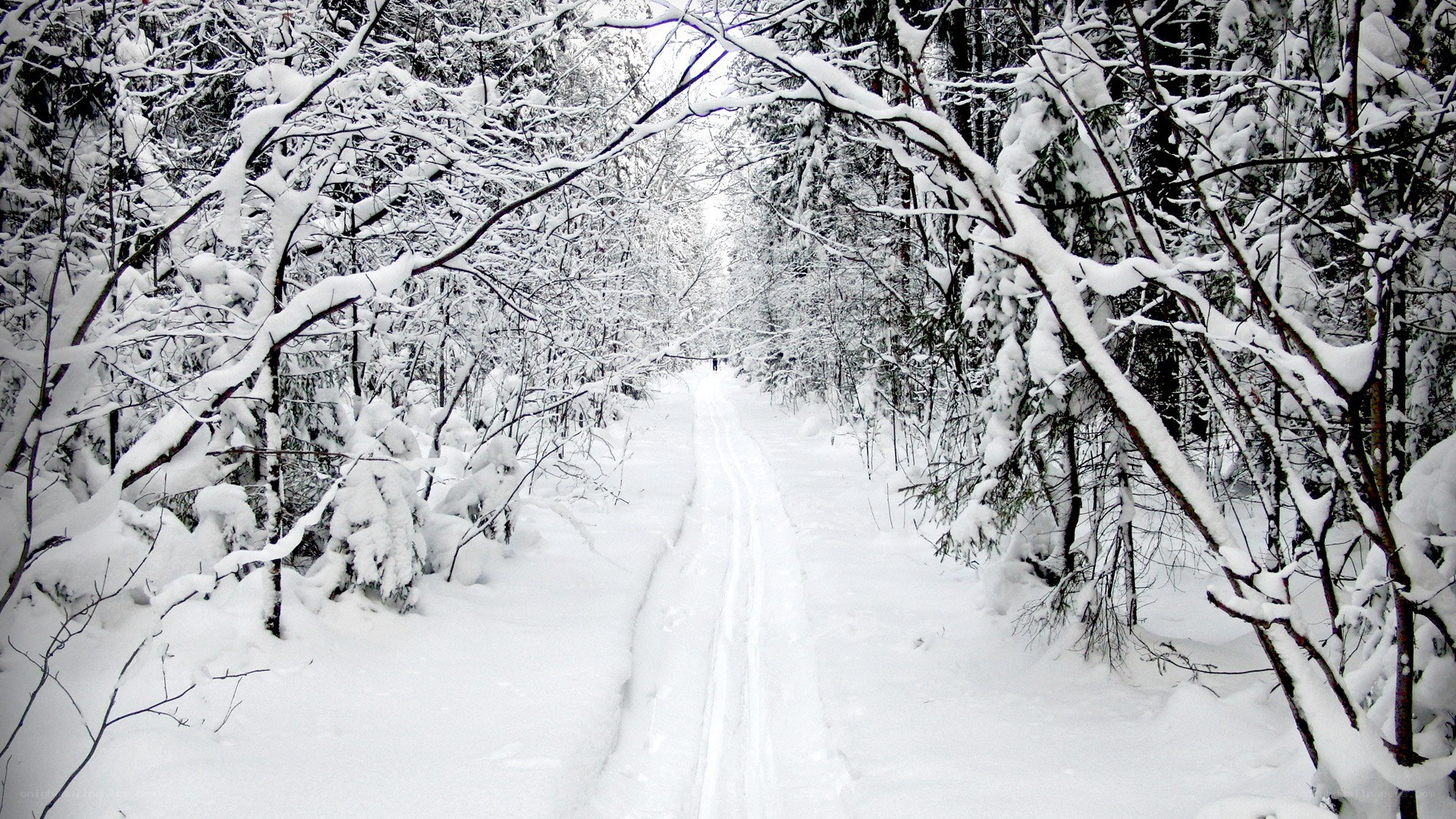 snowy forest path