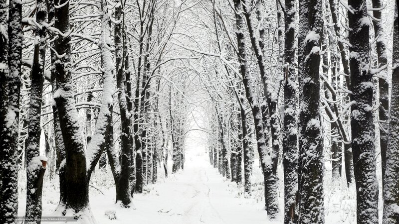 Snowy forest path