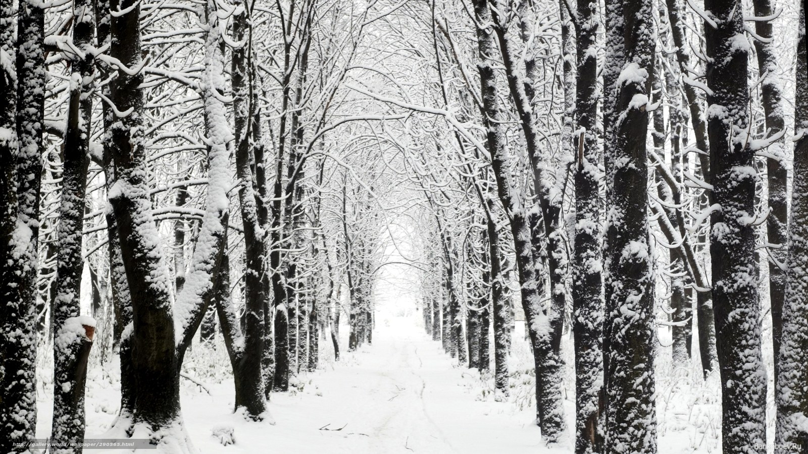 Snowy forest path