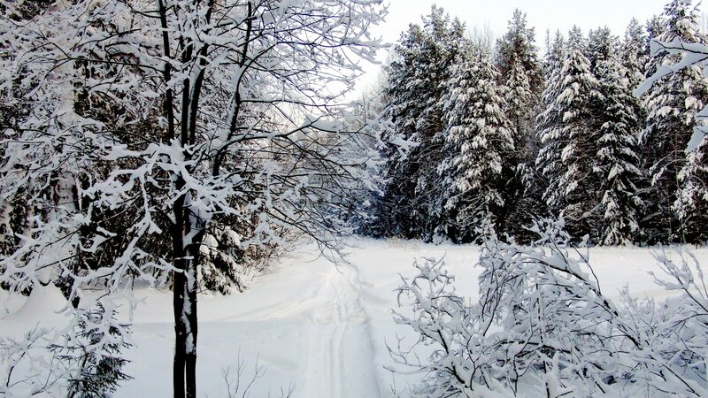 Snowy forest path