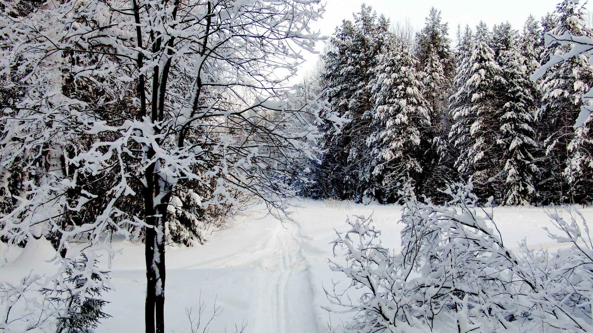 Snowy forest path
