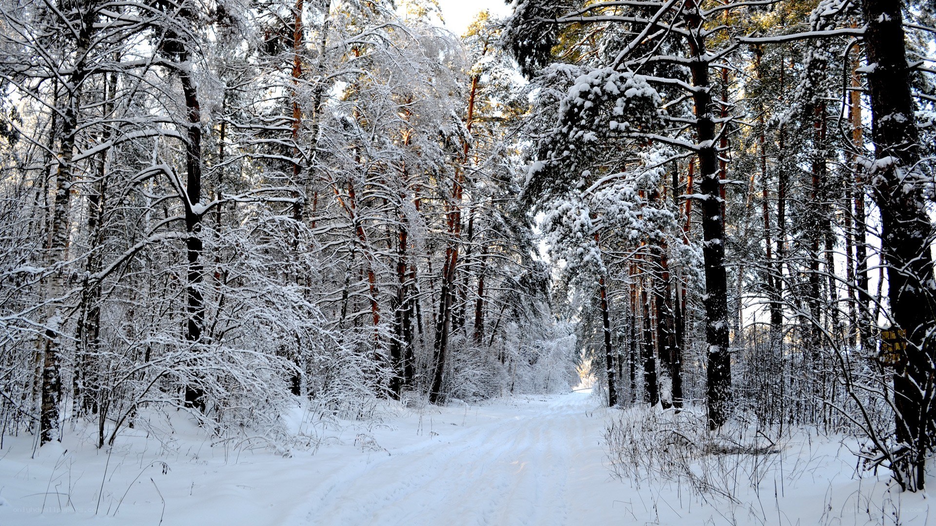 Snowy forest path