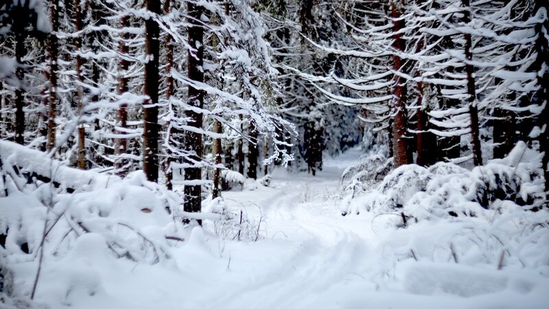 Snowy forest path