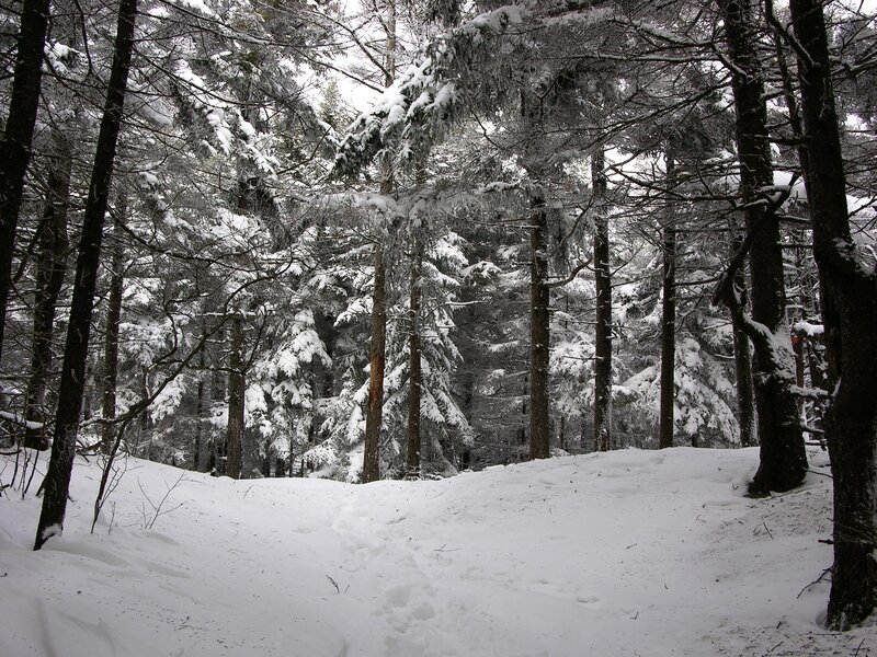 Snowy forest path