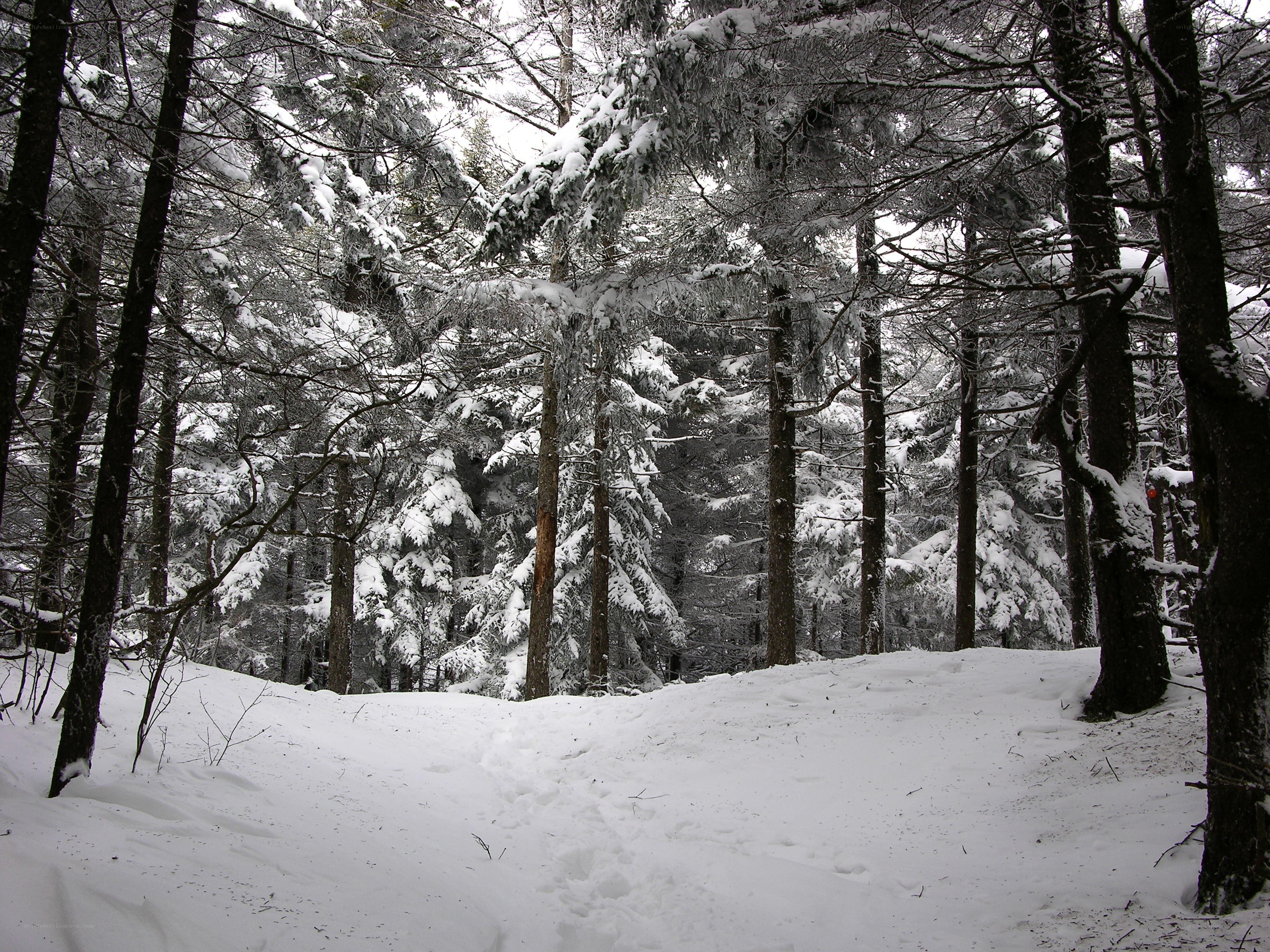 Snowy forest path