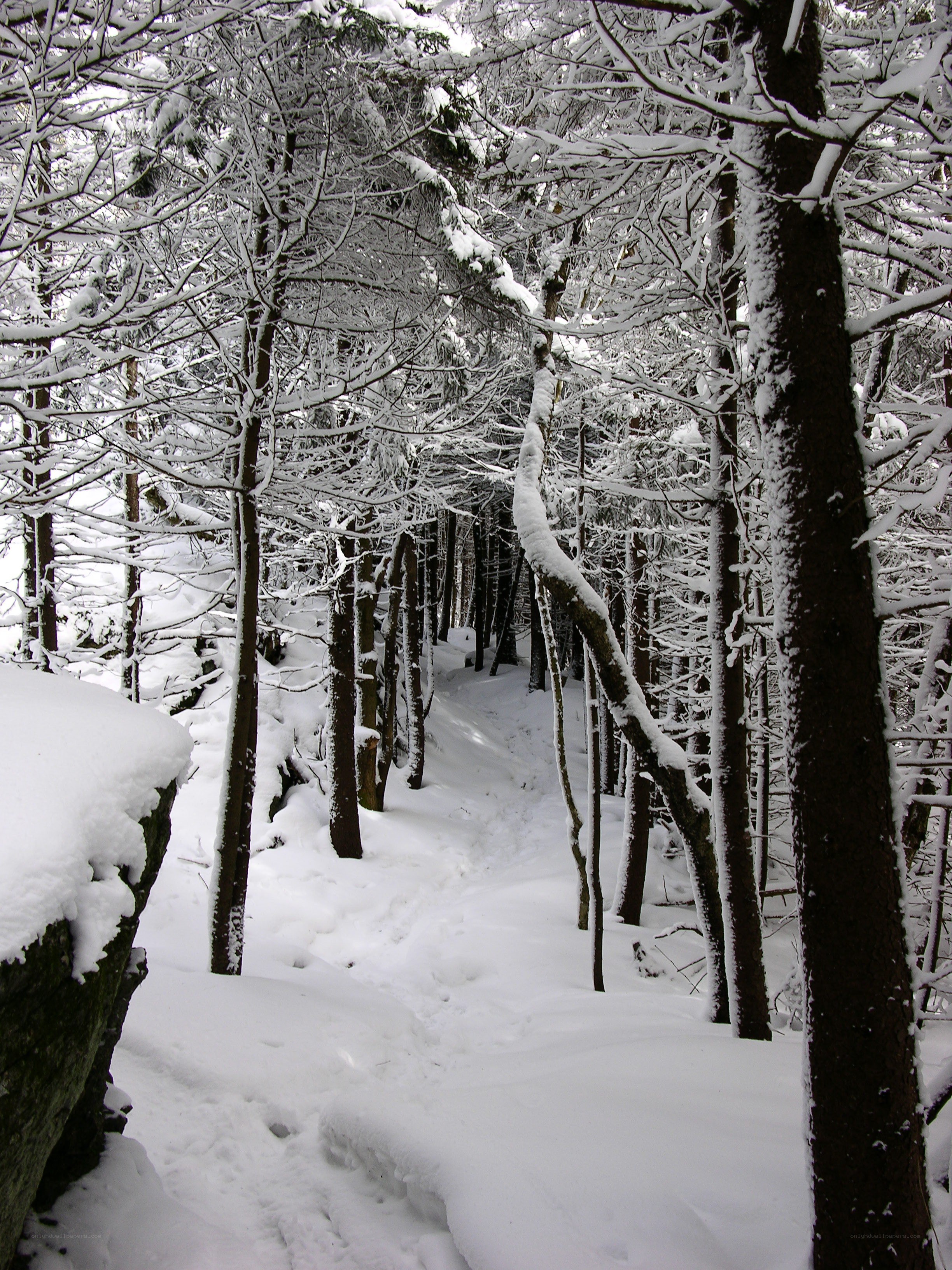 Snowy forest path