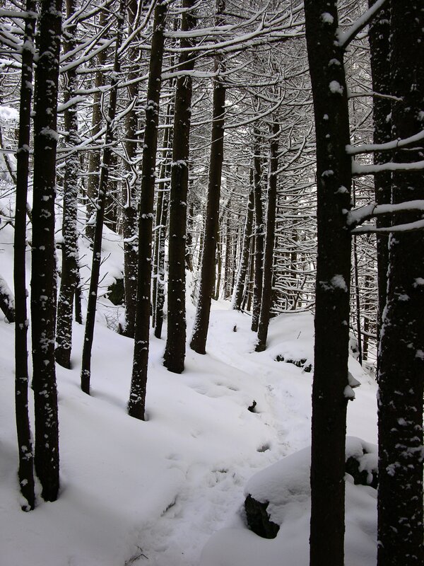 Snowy forest path
