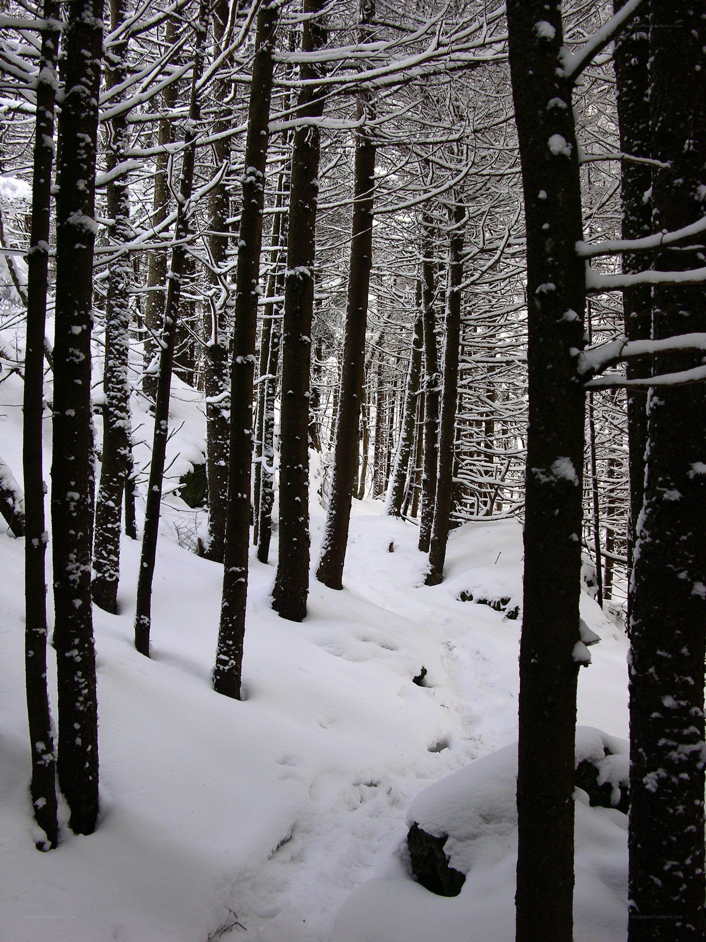 Snowy forest path
