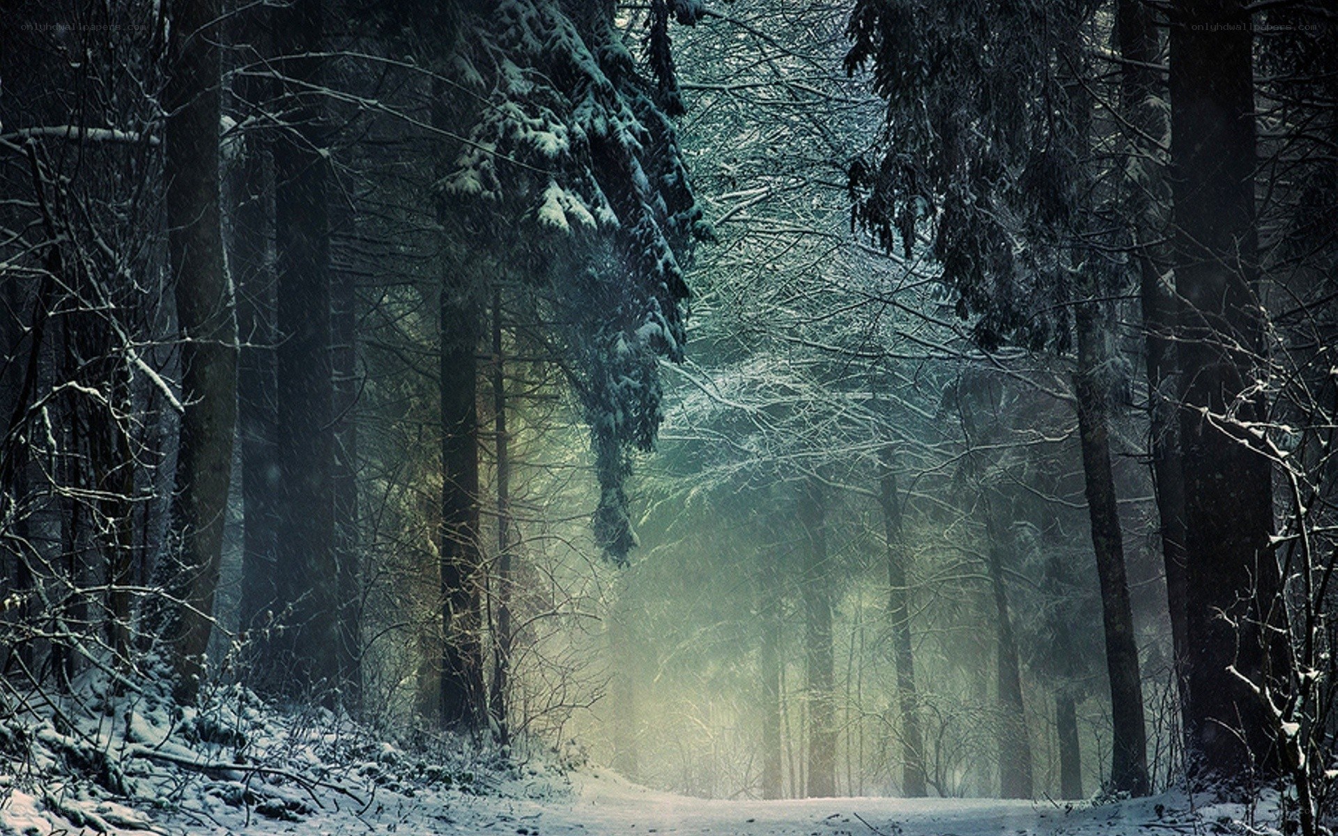 snowy forest path
