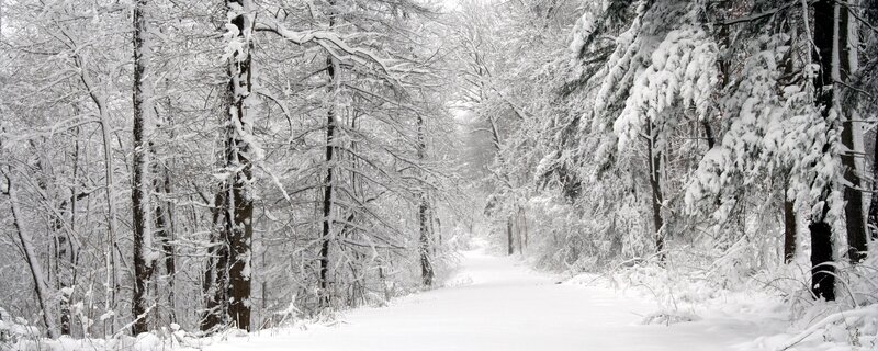 Snowy forest path