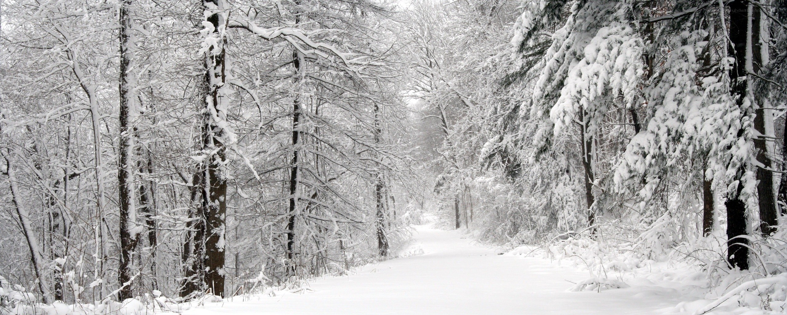 Snowy forest path