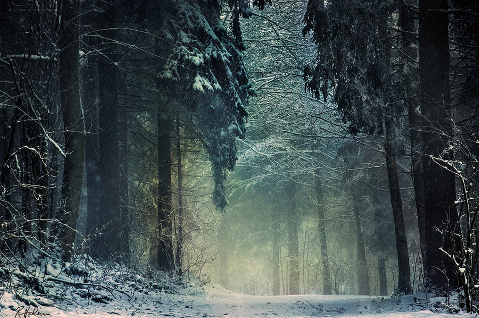 Snowy forest path