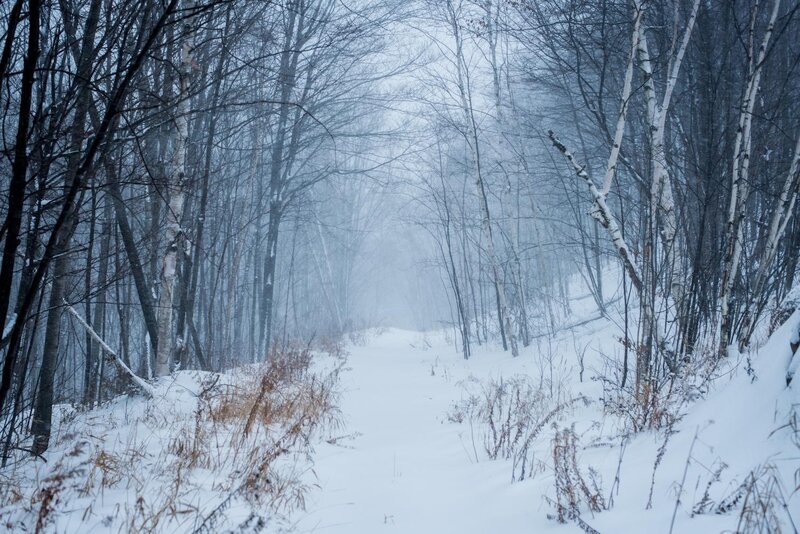 Snowy forest path