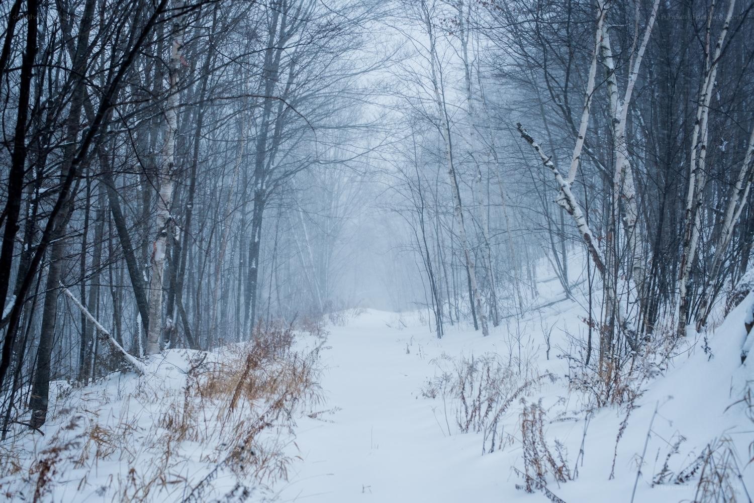 Snowy forest path