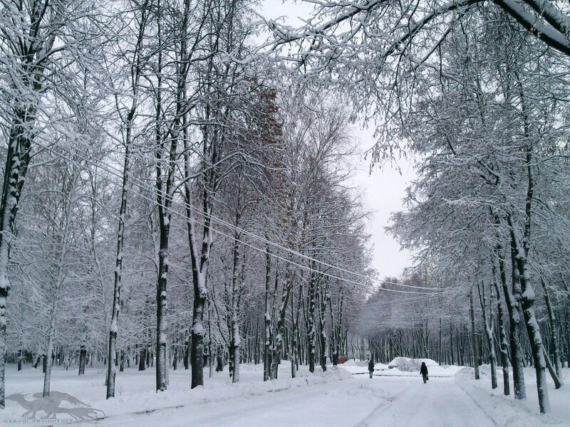 Snowy forest path