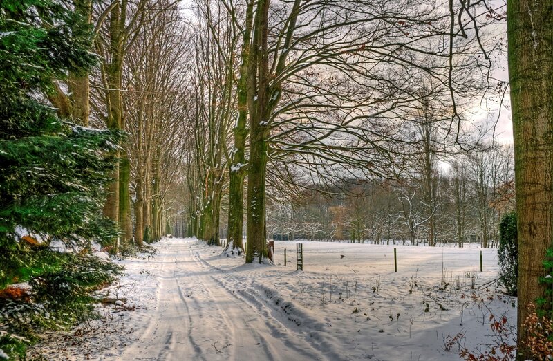 Snowy forest path