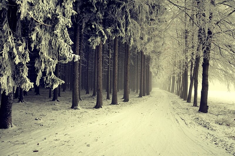 Snowy forest path