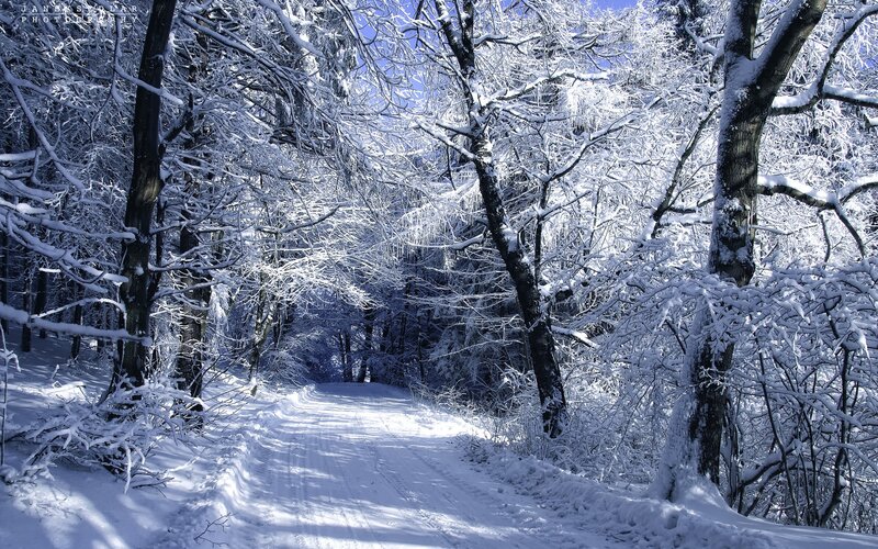 Snowy forest path