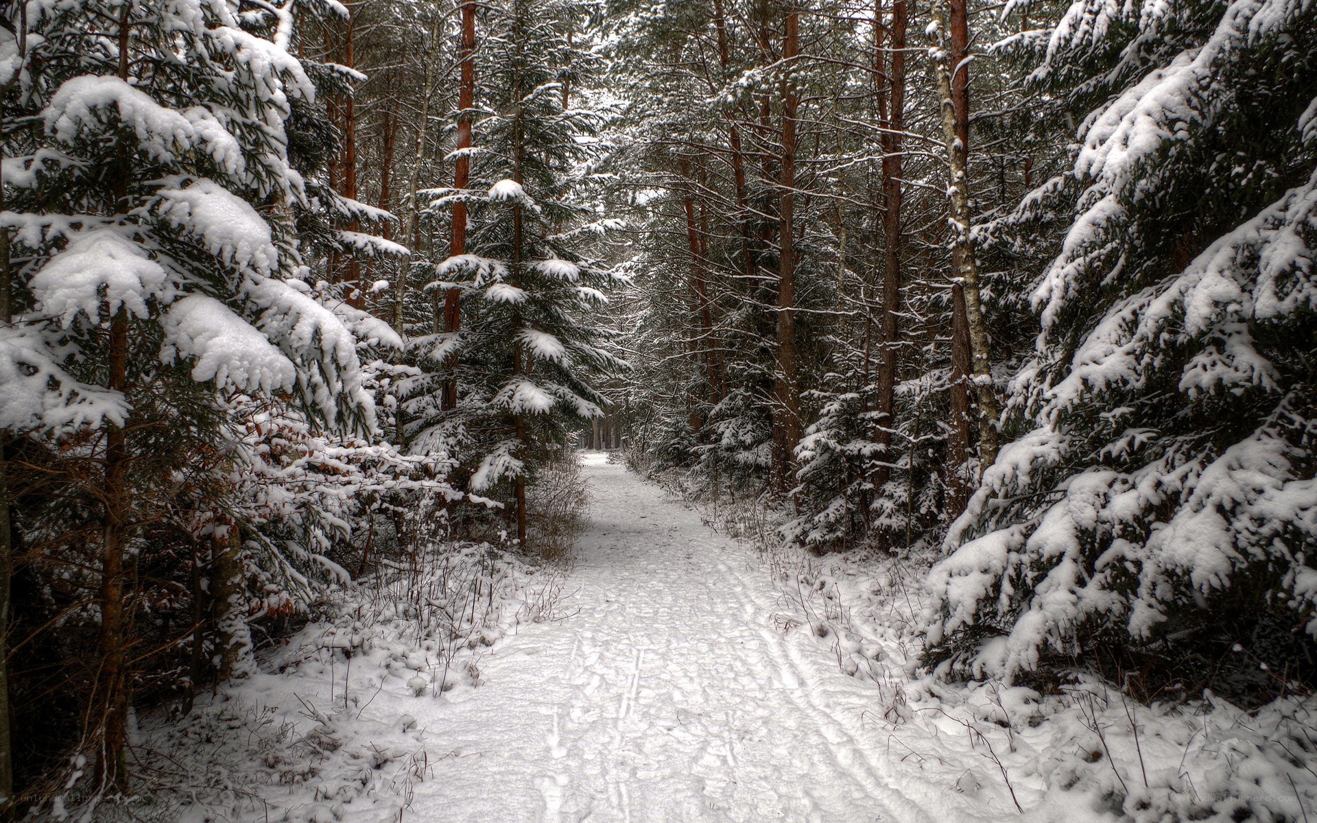 snowy forest path