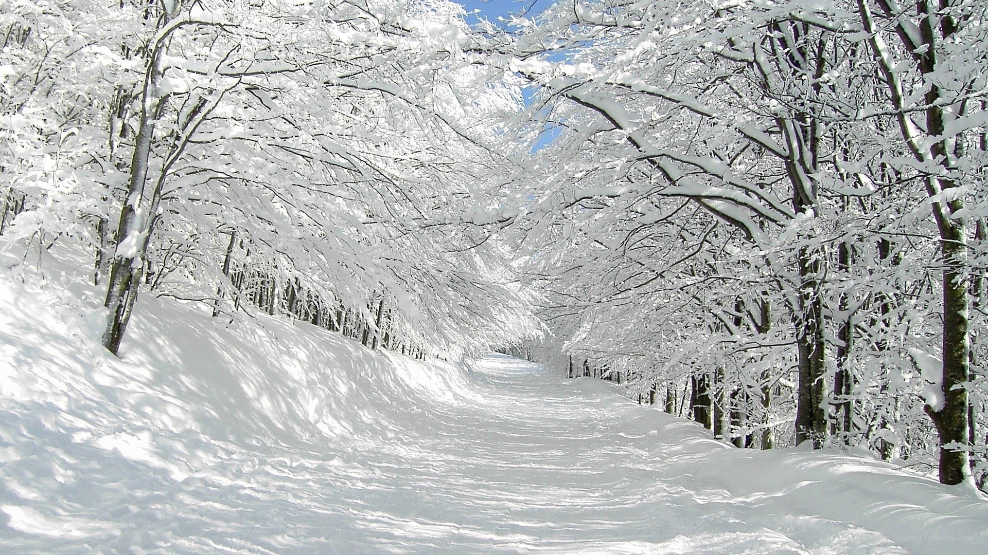 Snowy forest path