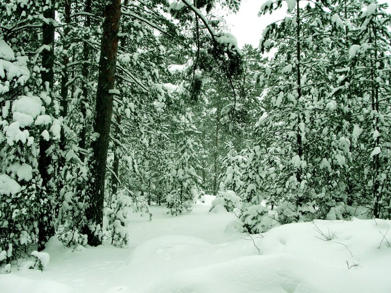 Snowy forest path