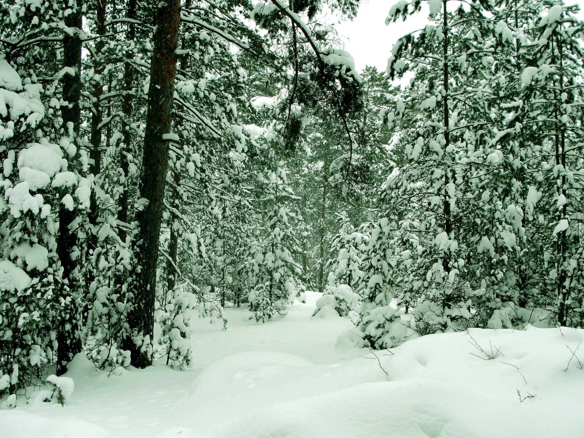 Snowy forest path