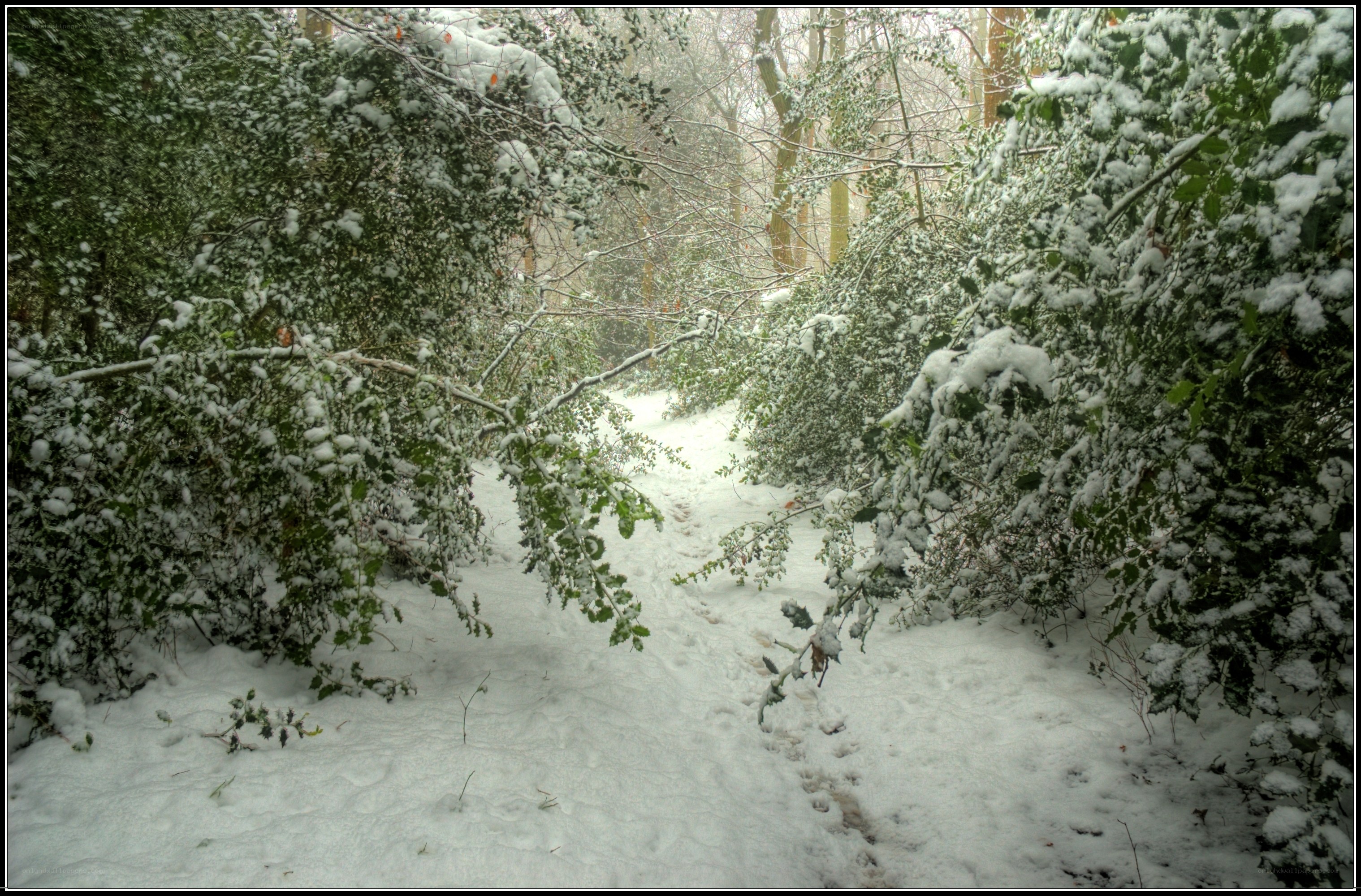 Snowy forest path