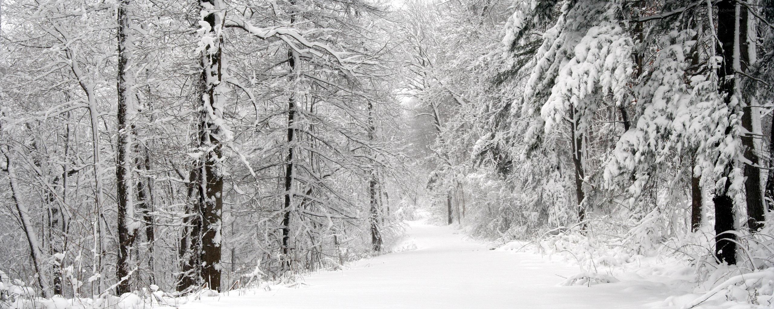 Snowy forest path