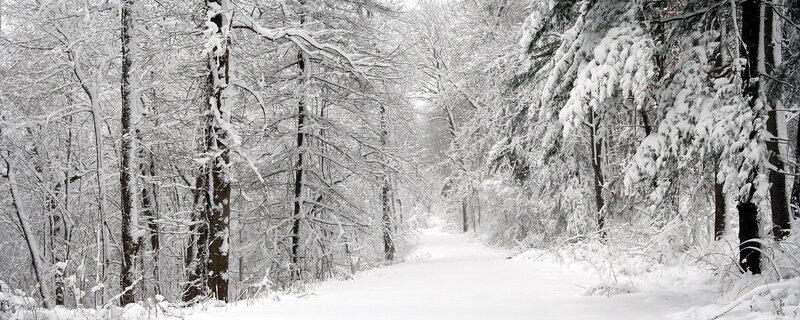 Snowy forest path