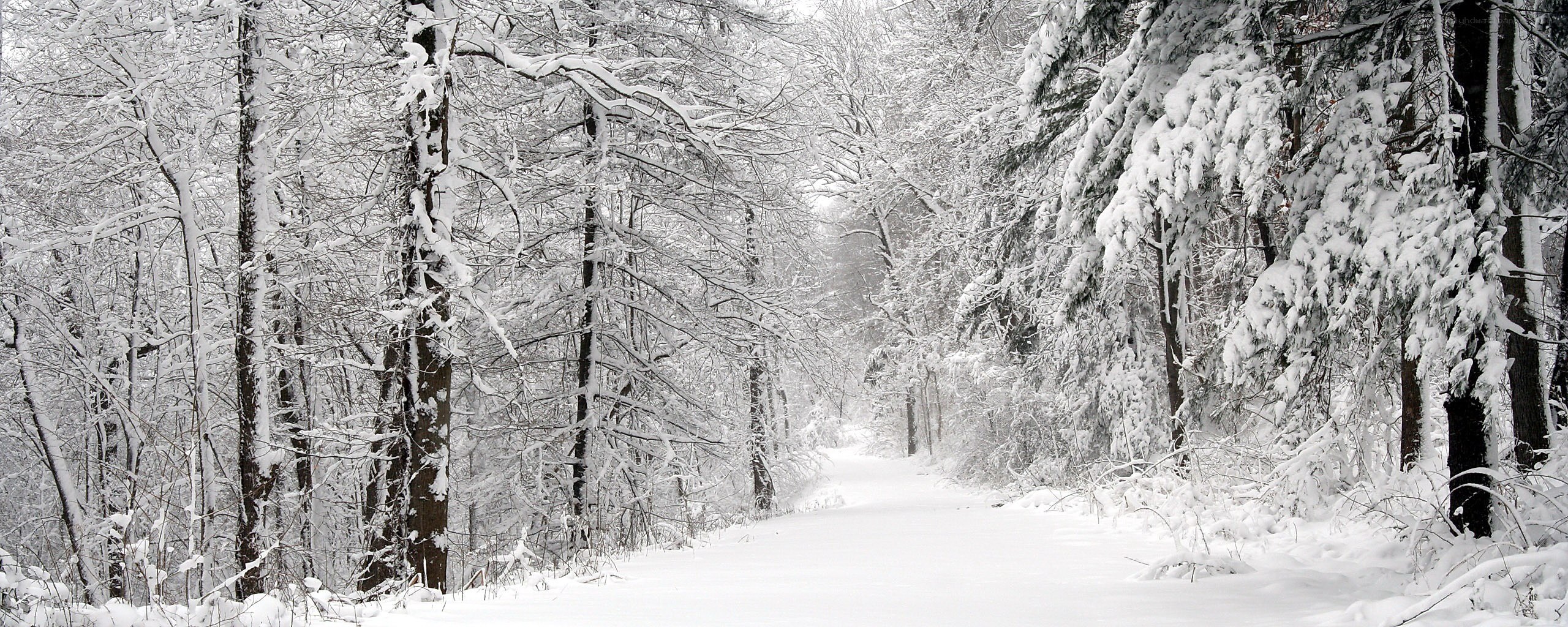 Snowy forest path