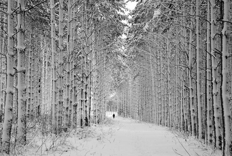Snowy forest path