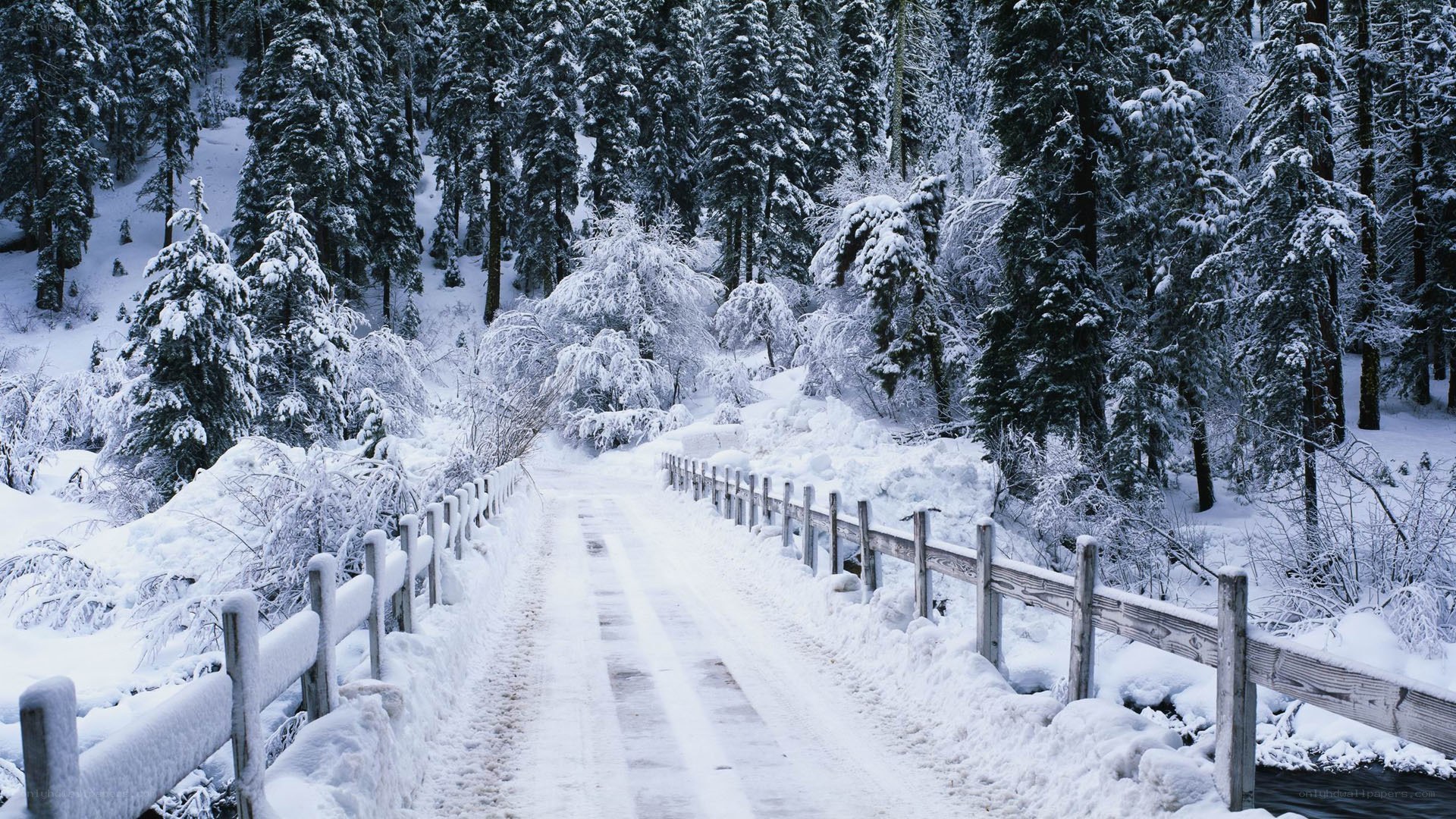 Snowy forest path