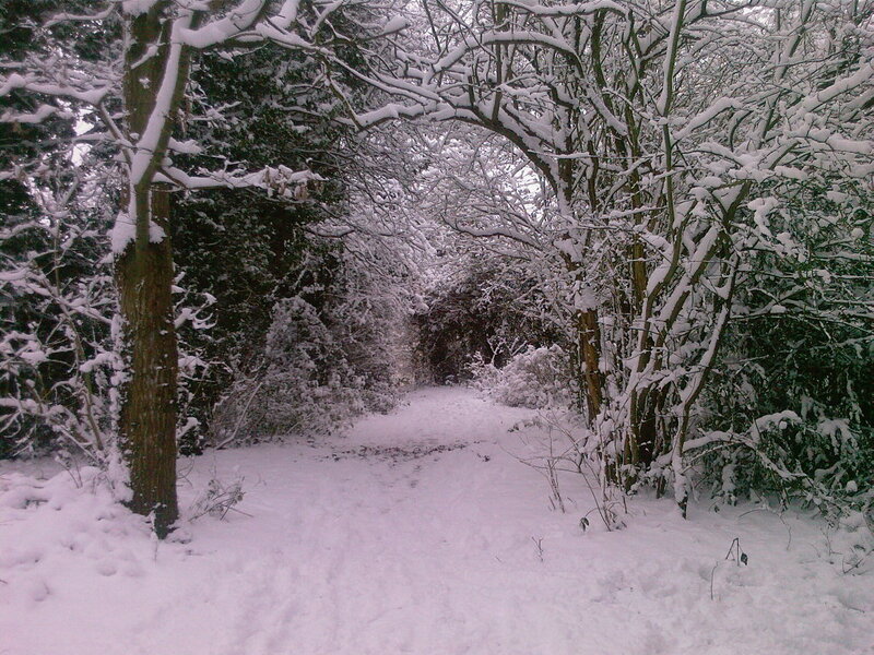 Snowy forest path
