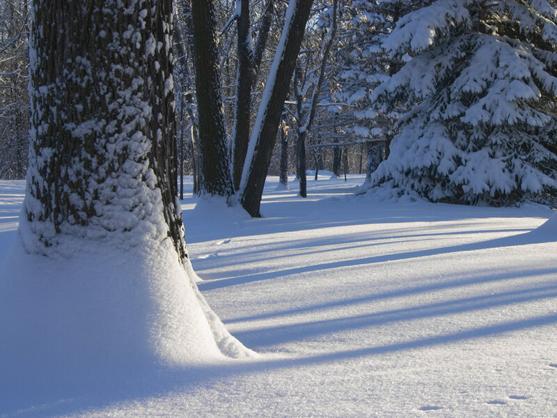 Snowy forest path